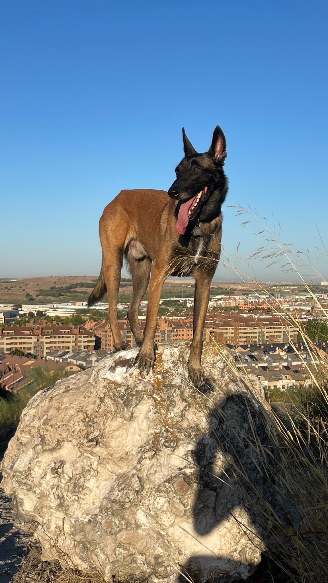 Bolo